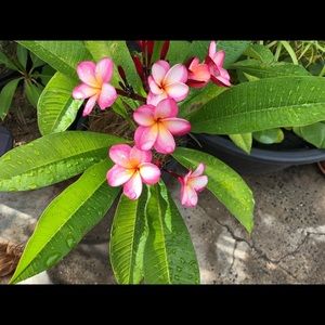 Meet your Posher, Janette